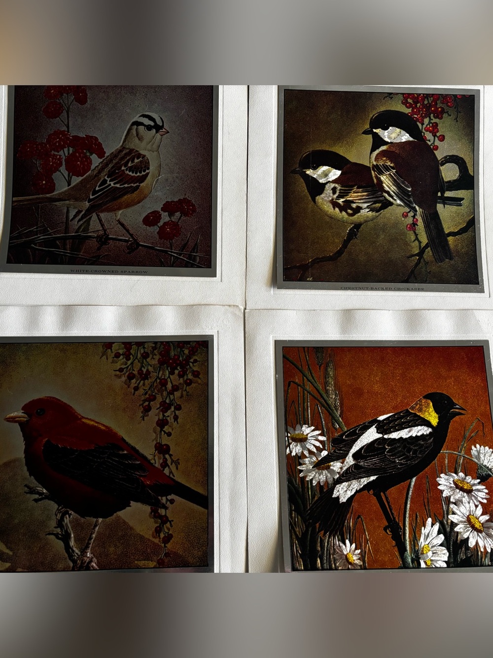 Set of 4 Metallic Prints of Birds Mounted on Backing - 7" x 7" @ 1 oz